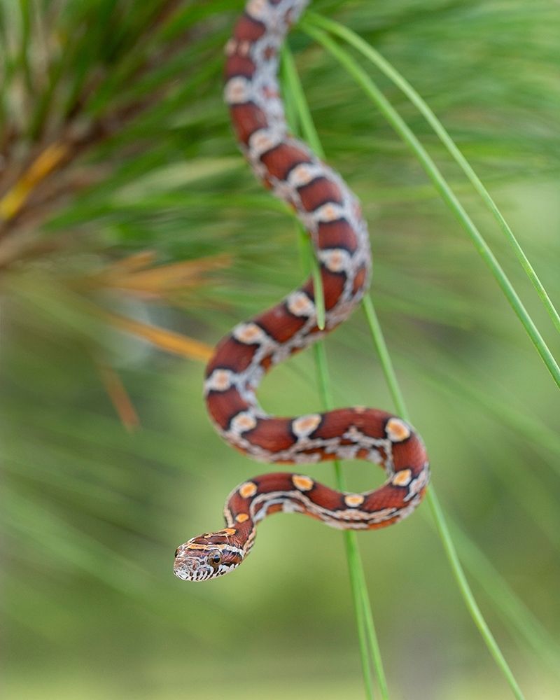 Corn Snake in long-leaf pine A docile non-venomous snake found throughout Florida